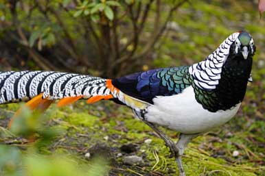 Diamantfasan im Vogelpark Walsrode