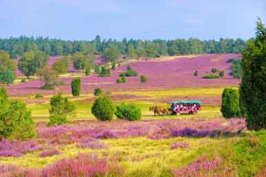 Heidelandschaft bei Wilsede im Herbst