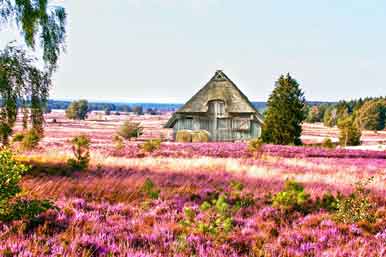 Schafstall auf der Heide bei Undeloh