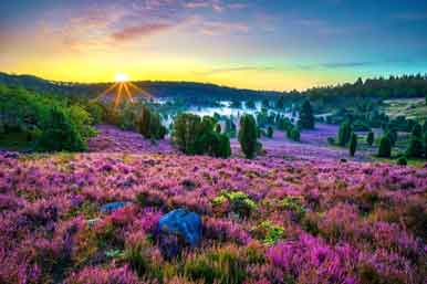 Heideblüte bei Sonnenaufgang