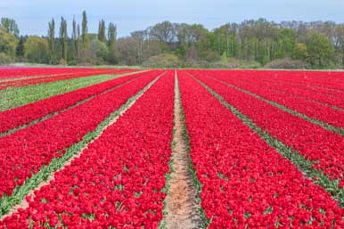 Rotes Tulpenfeld bei Gifhorn in voller Blüte